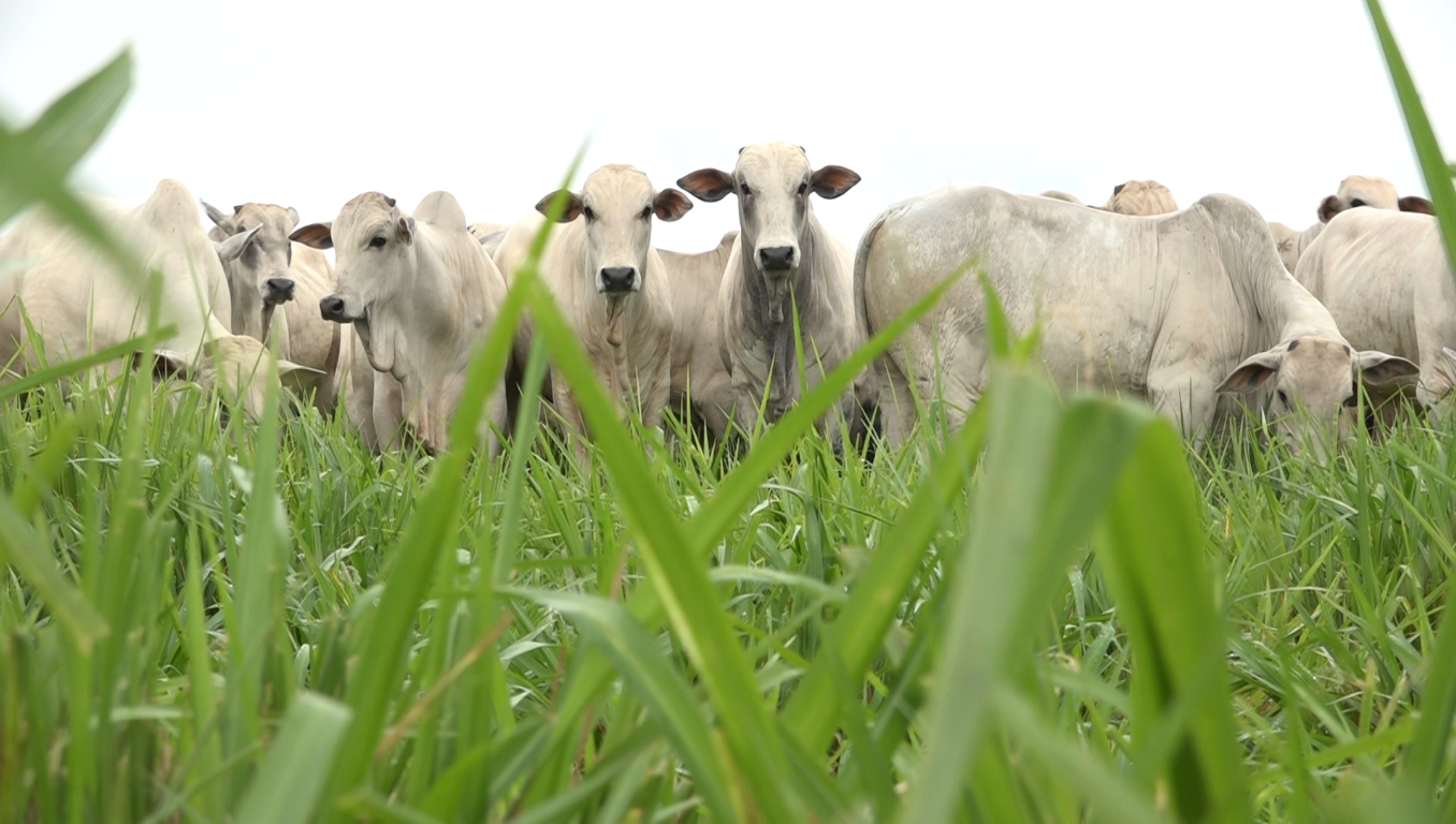 Rebrota após queimadas: capim verde esconde solo pobre e sem nutrientes